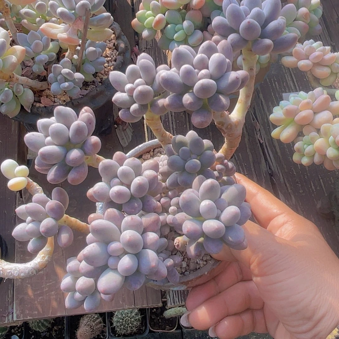 糖豆 多肉植物群生