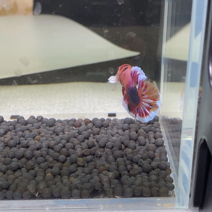 斗鱼泰国斗鱼402号