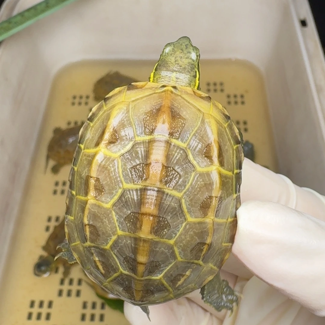 卡***飞绿毛龟母黄肉黄肉