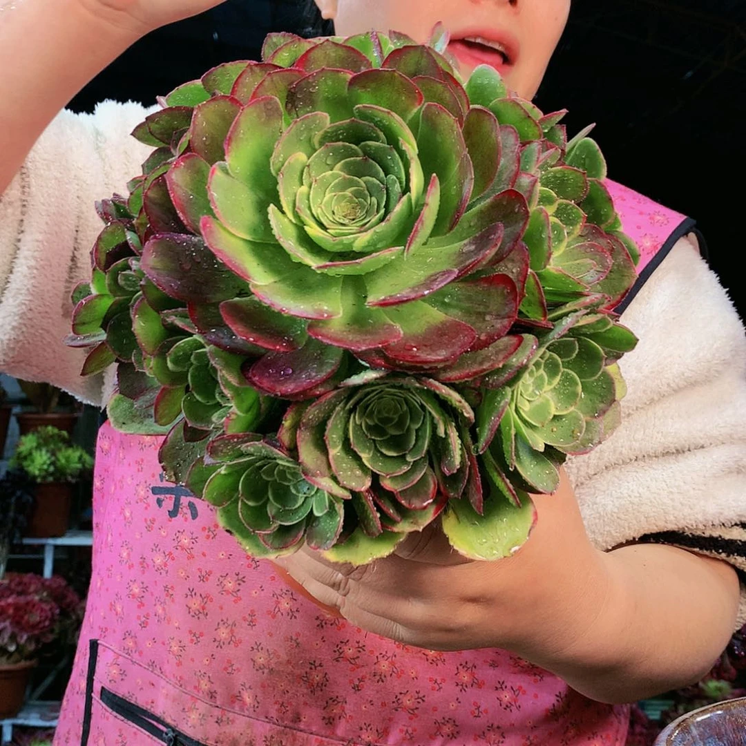 柒哥多肉法师不包侧断枝绿宝