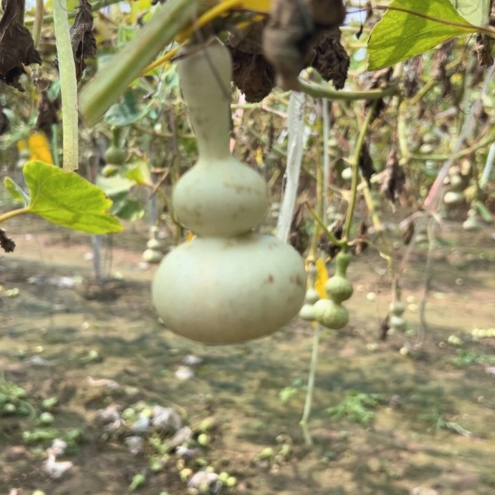 嘦***怹葫芦葫芦葫芦葫芦