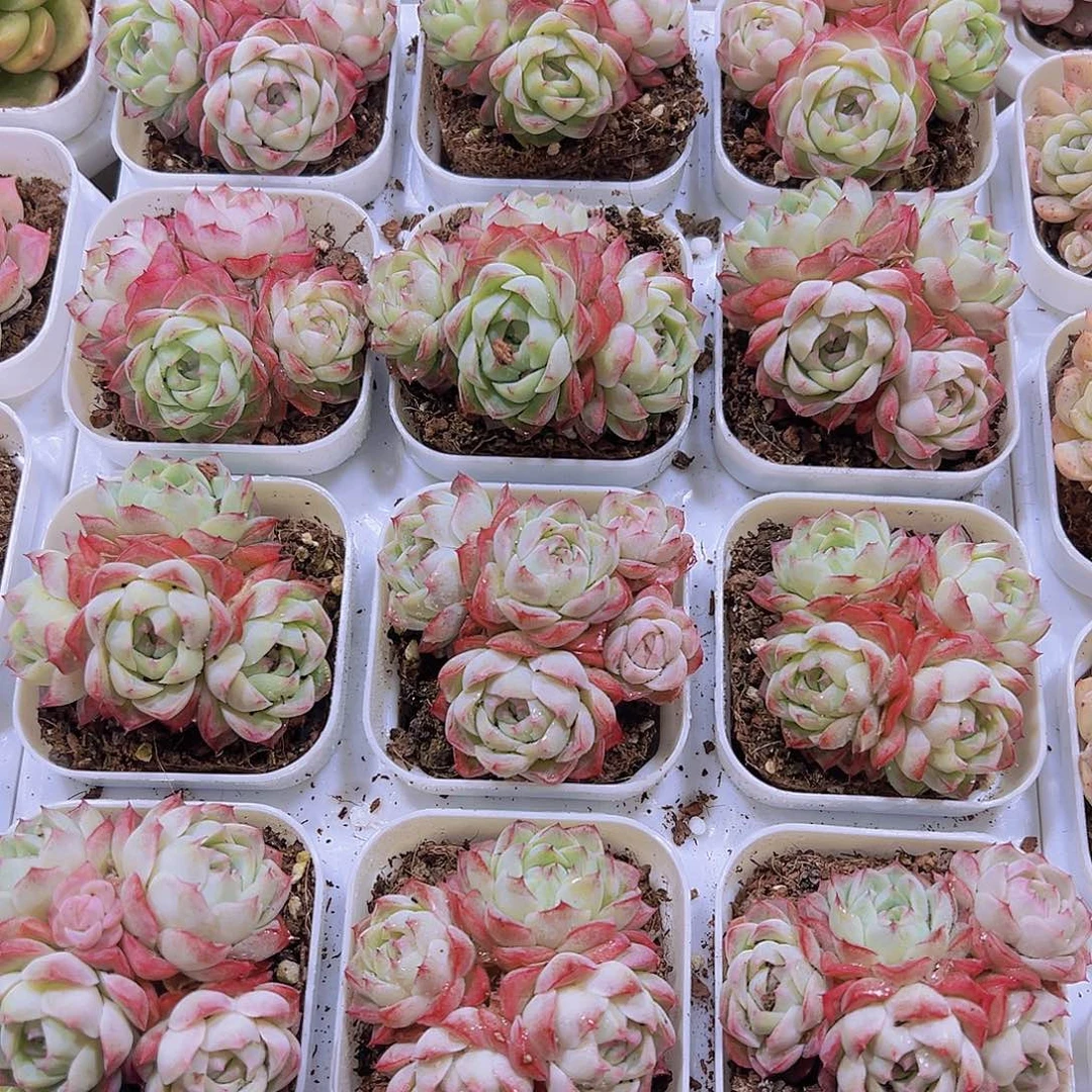 玫瑰仙子4头起19包邮