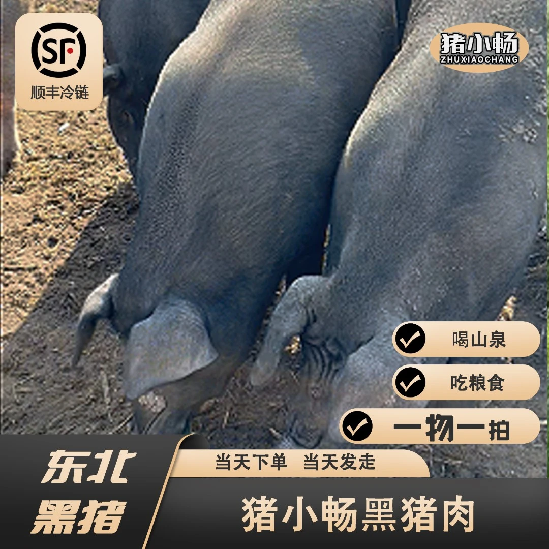 纯粮食散养大黑猪就是香