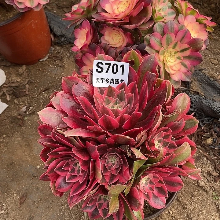 多肉植物套餐701。698