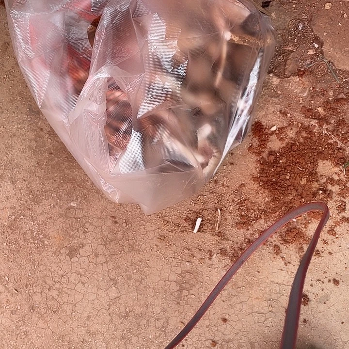 用***3中国大陆石屏县鸡纵菌中国大陆