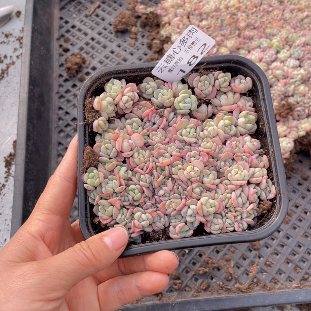 云糖心多肉植物182