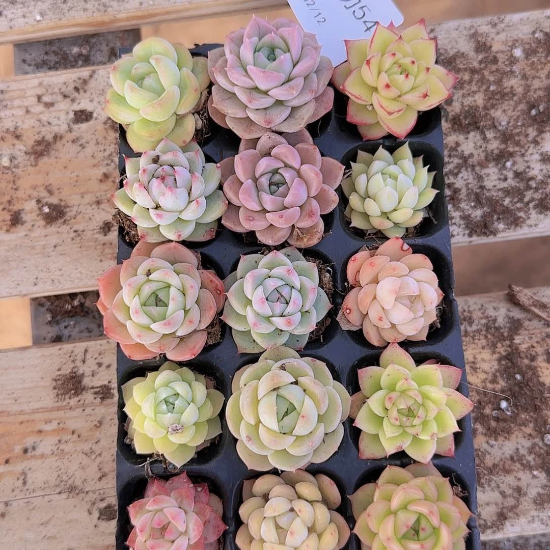 直播一物一拍多肉54