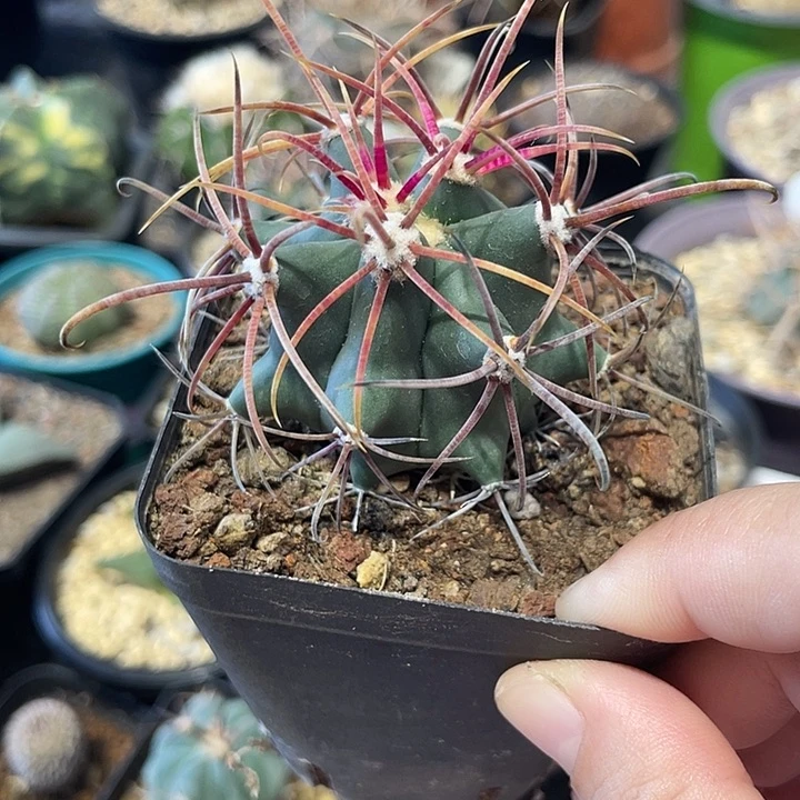 实生虎头仙人球一颗