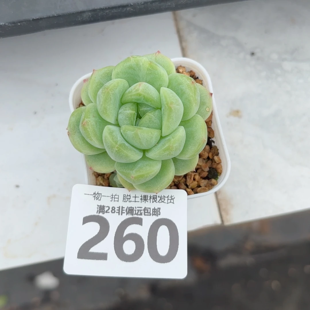 财富c9多肉无盆土发货