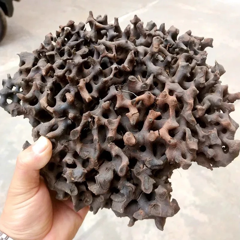（蚁窝）云南赶集现收山货菌子土特产