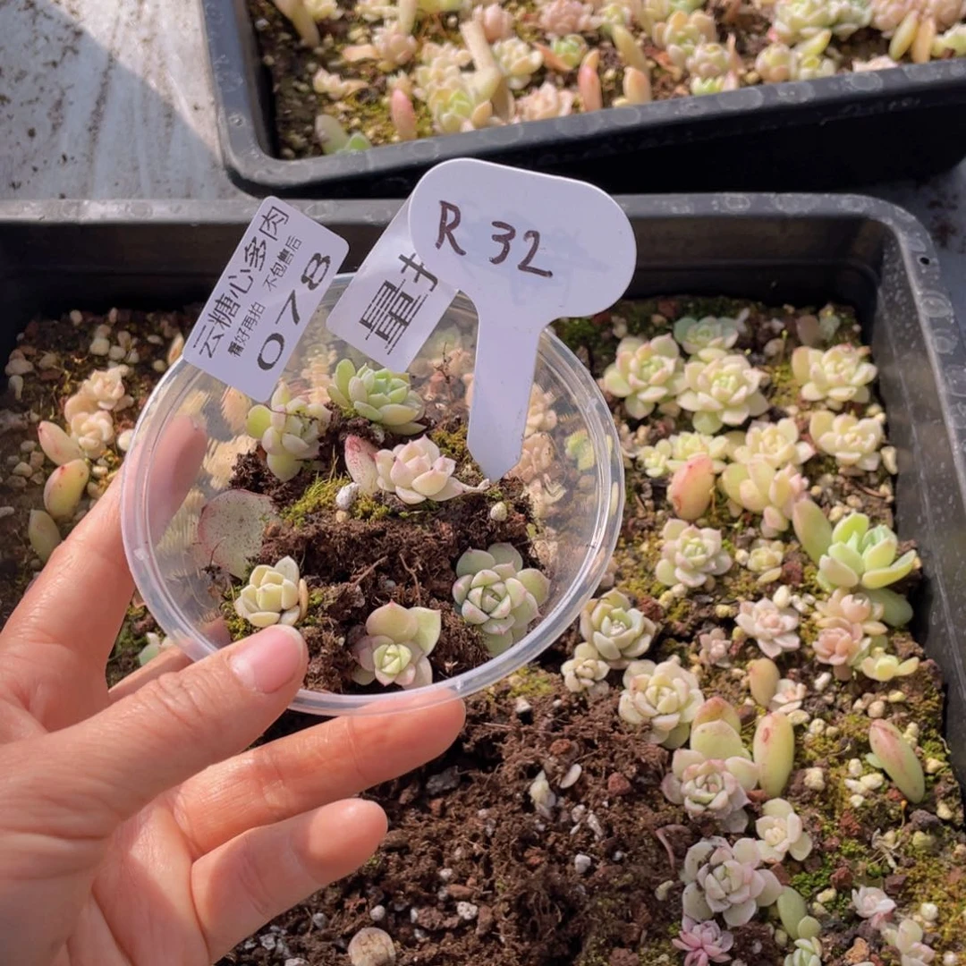 云糖心多肉植物078