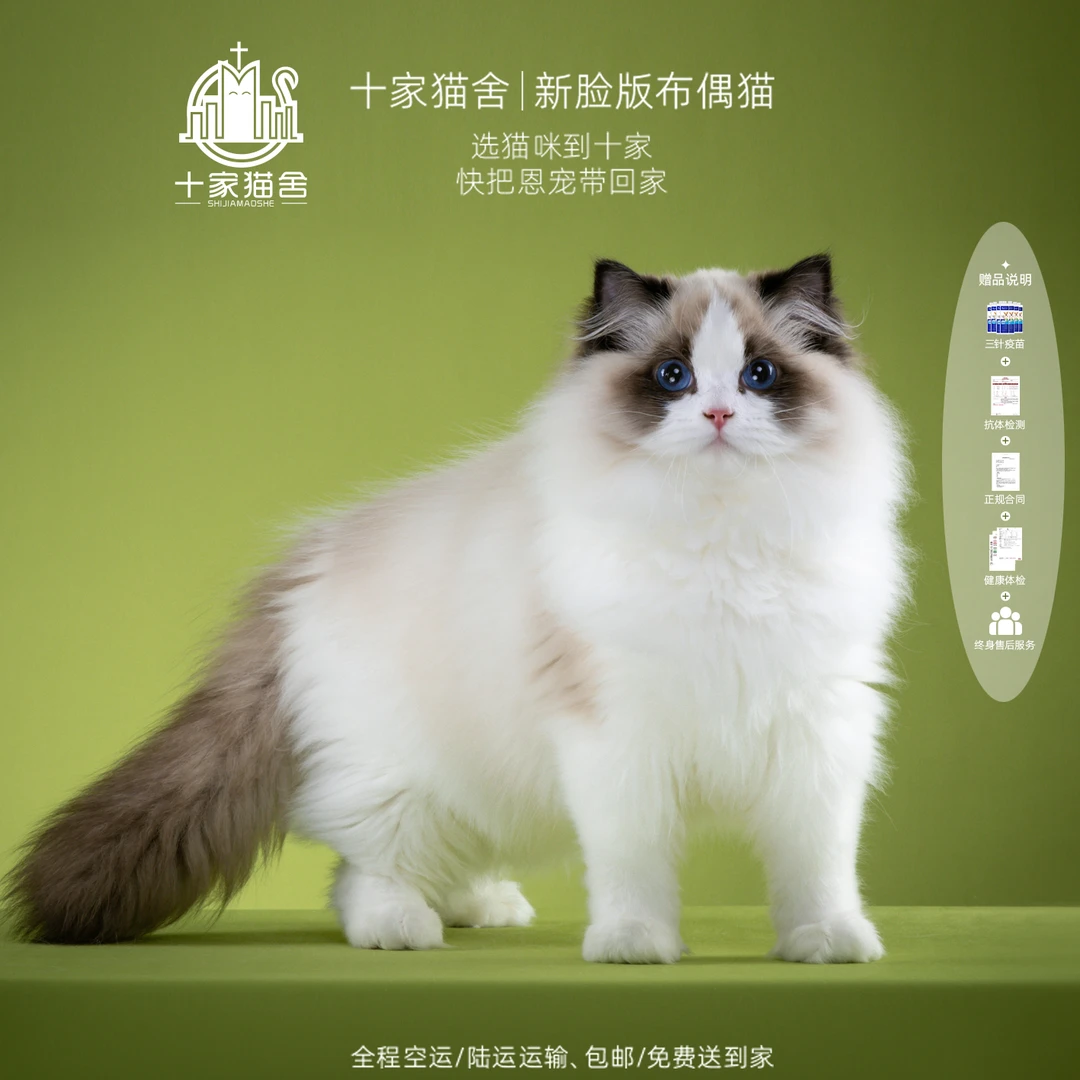 【十家猫舍】五谷-弟弟 I新脸版布偶猫I猫咪活体