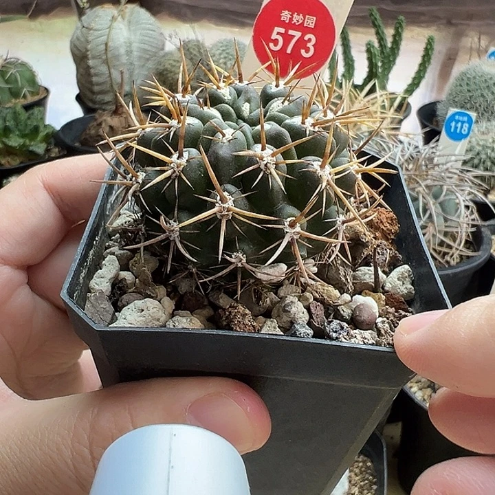 实生豪刺极光球登阳丸4.5cm