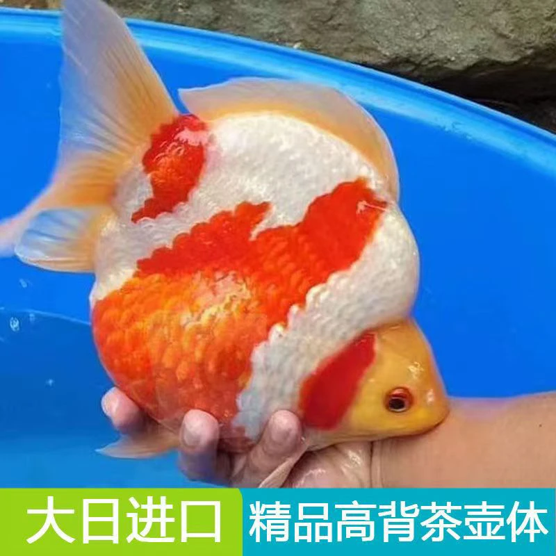 佐藤玉鲭观赏鱼淡水耐养红白高品质玉鲭