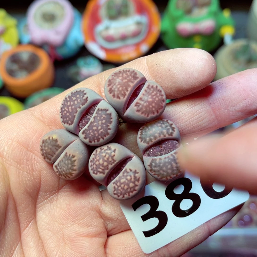 386生石花带盆发