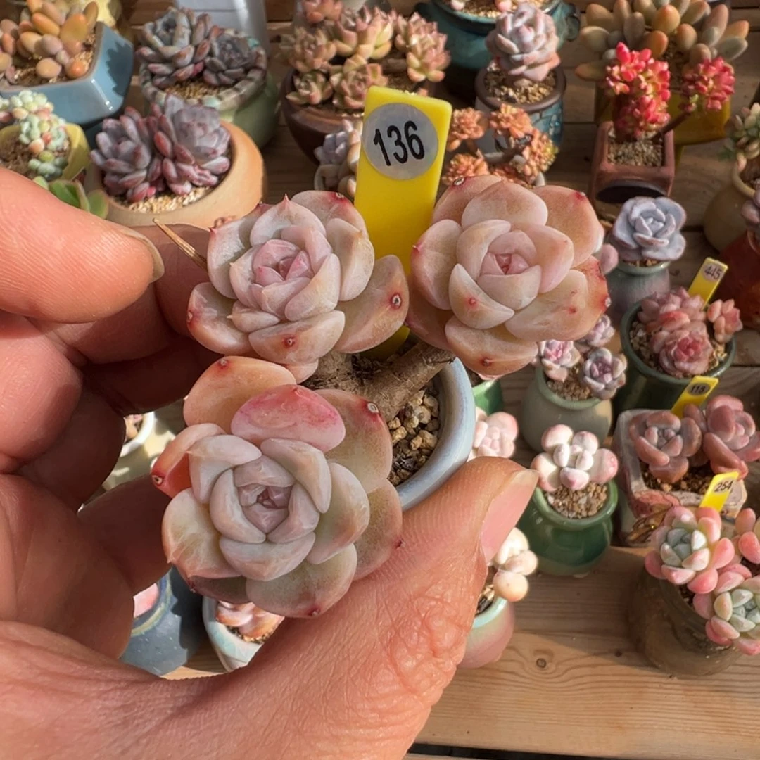 136糖心朵朵带盆土发