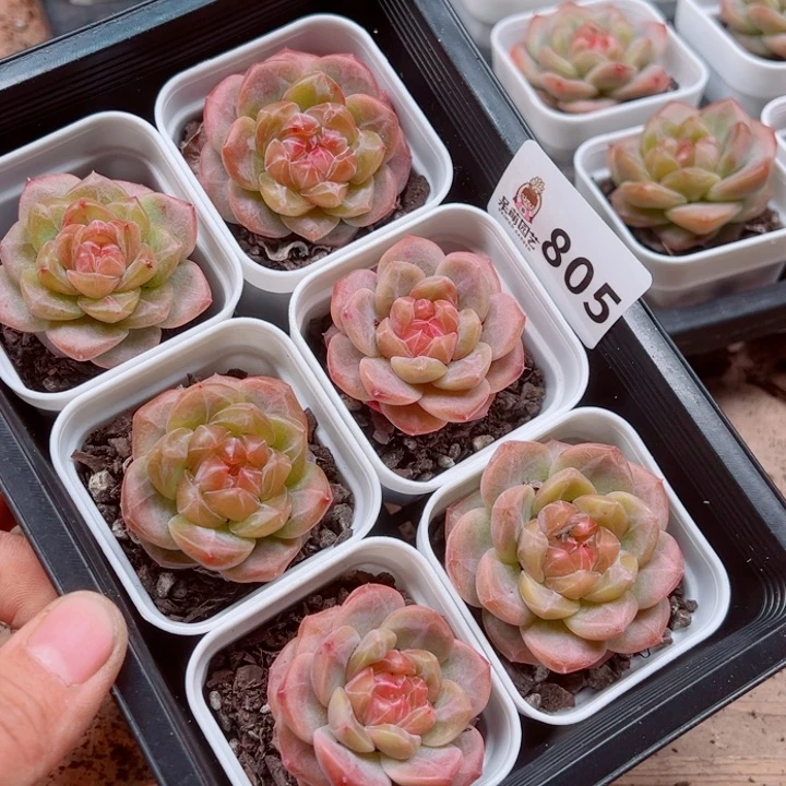 泡***x多肉植物多肉植物