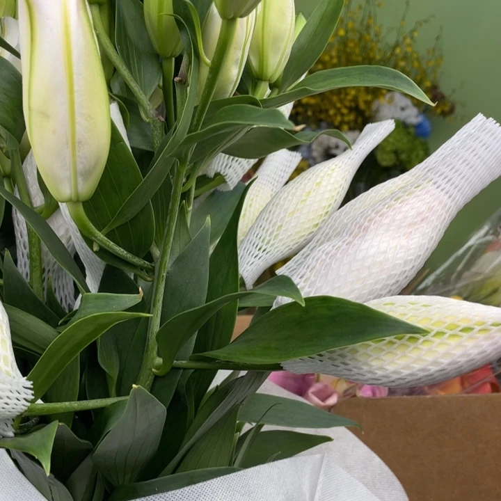 完全开放阳光粉韵百合多头10支