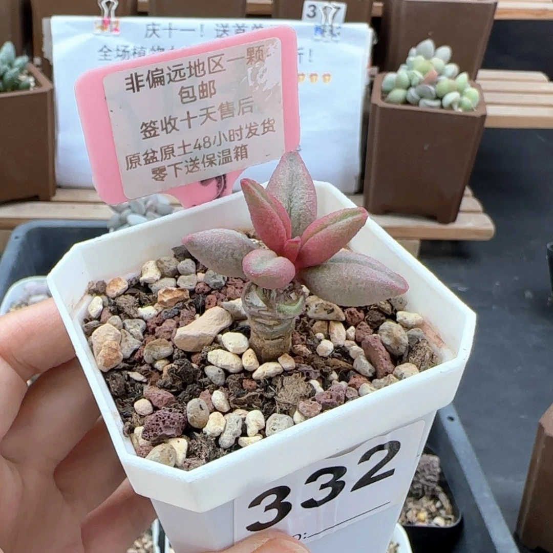332哈弗多肉植物