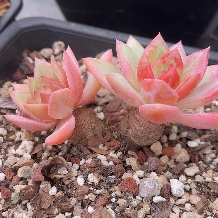 香槟10143多肉植物