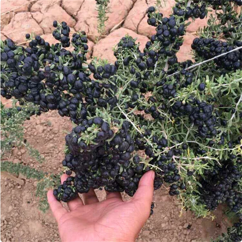 黑枸杞红枸杞树苗地栽食用南北方地栽盆栽水果黄枸杞当年结果树苗