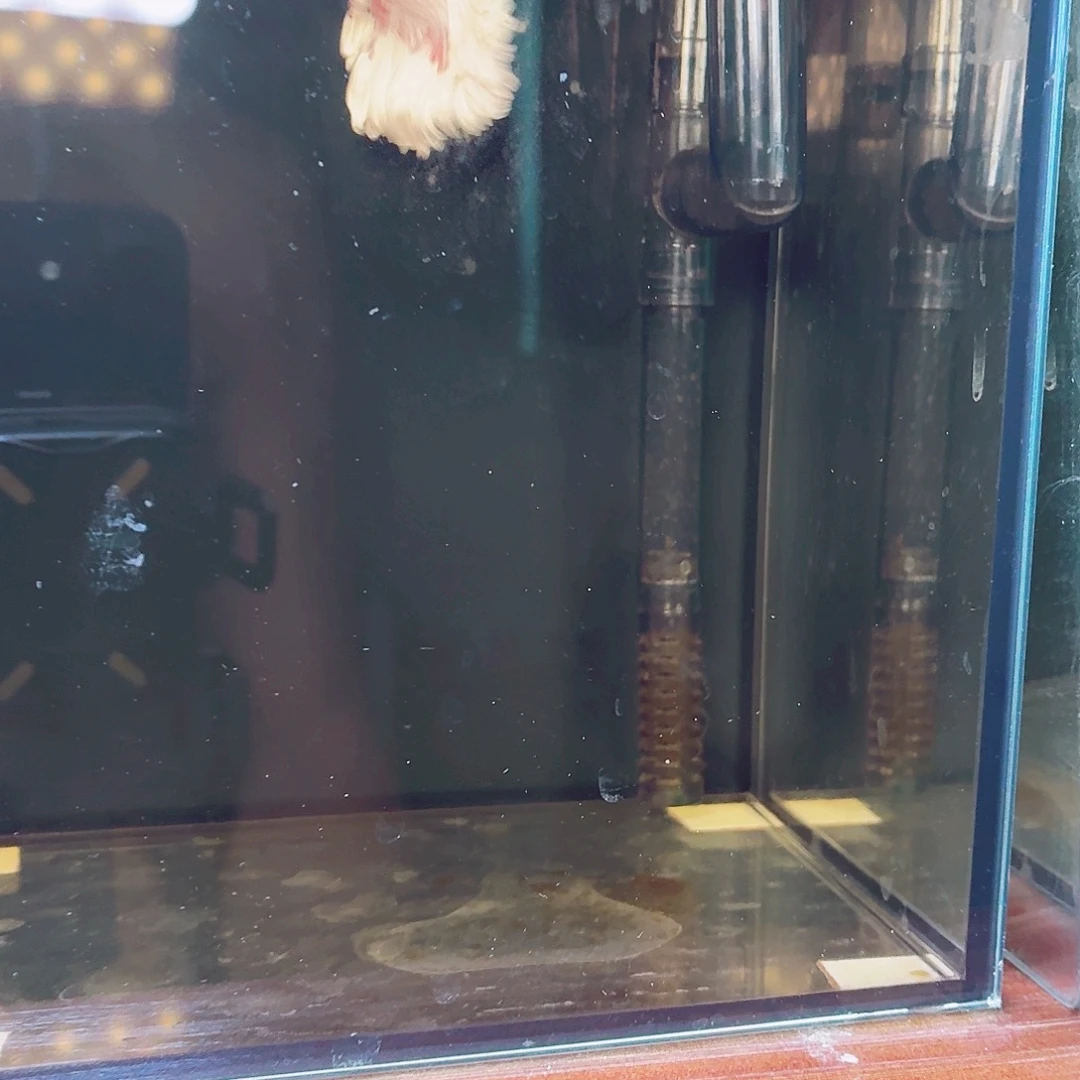 斗鱼13血粉半月公鱼