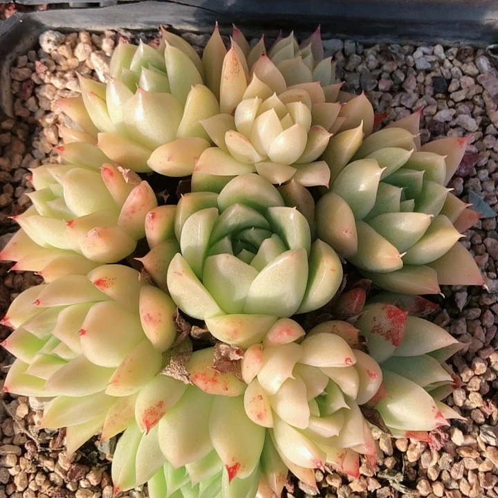 【闪购商品】清*轻柔麦秆