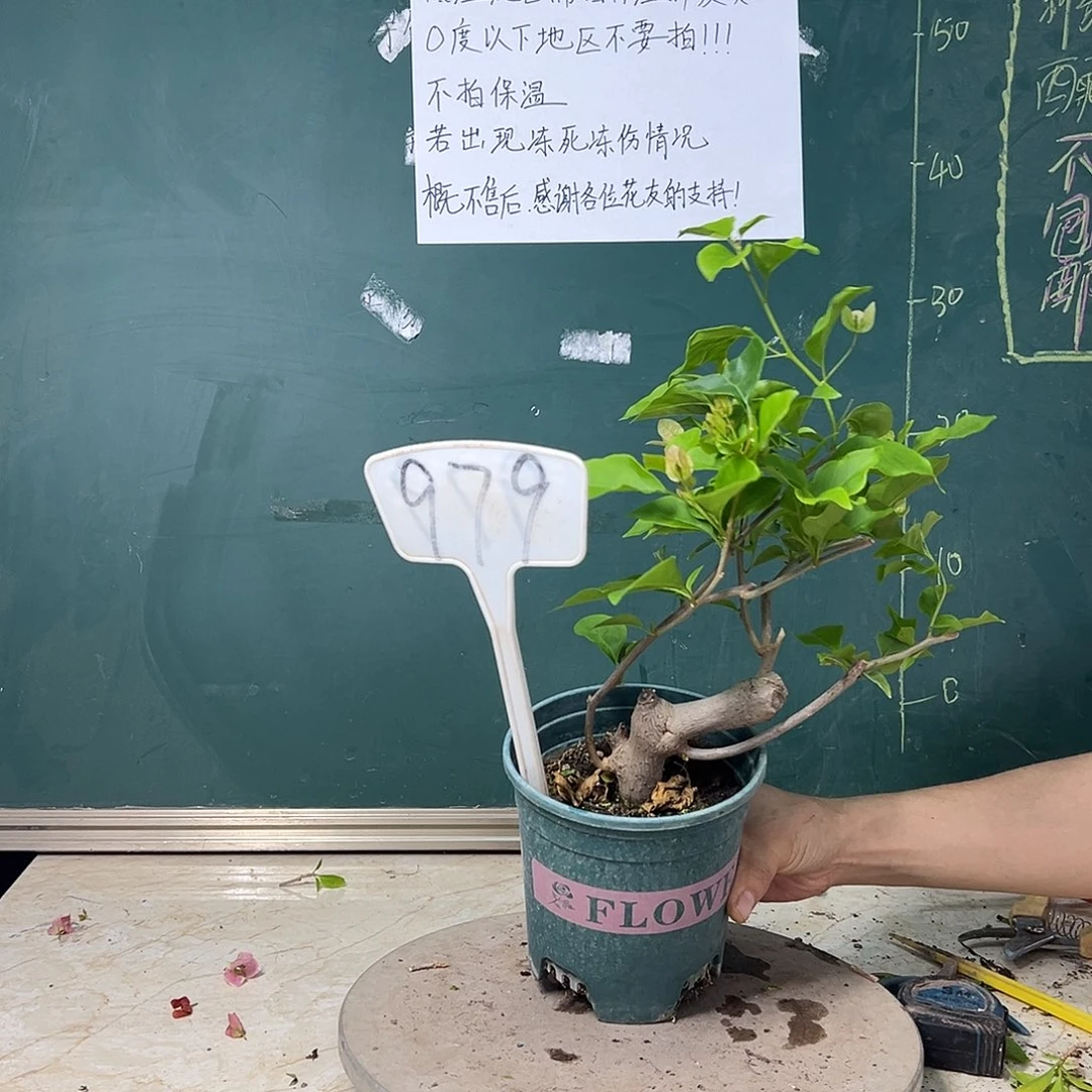完全开放  广红樱 坨坨 979