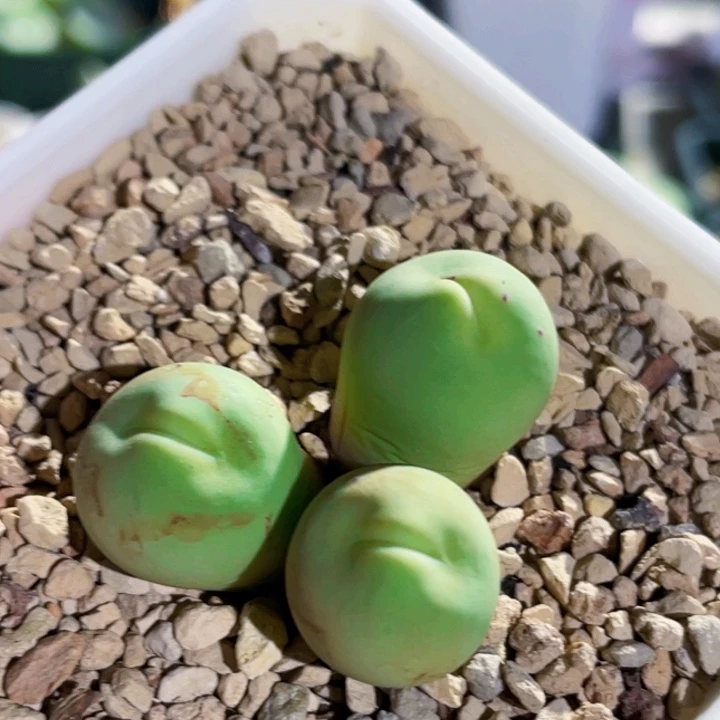 玻尿酸大嘴嘟嘟嘴植物一物一拍