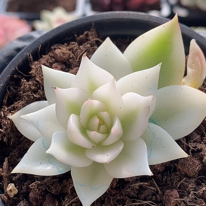 灵魂锦宽复轮多肉植物
