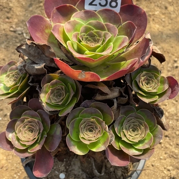 无花朵258多肉植物魅金玫瑰