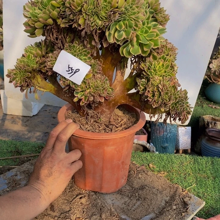 完全开放559女神缀化多肉1颗