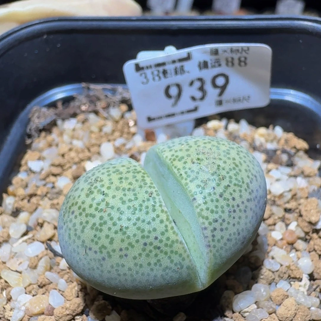 Ssss精品生石花939