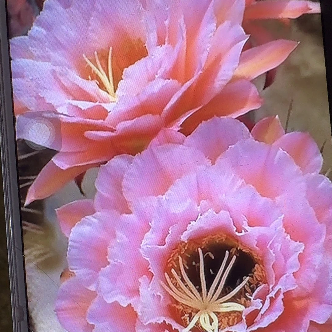 粉桃精灵带根高10公分毛花柱