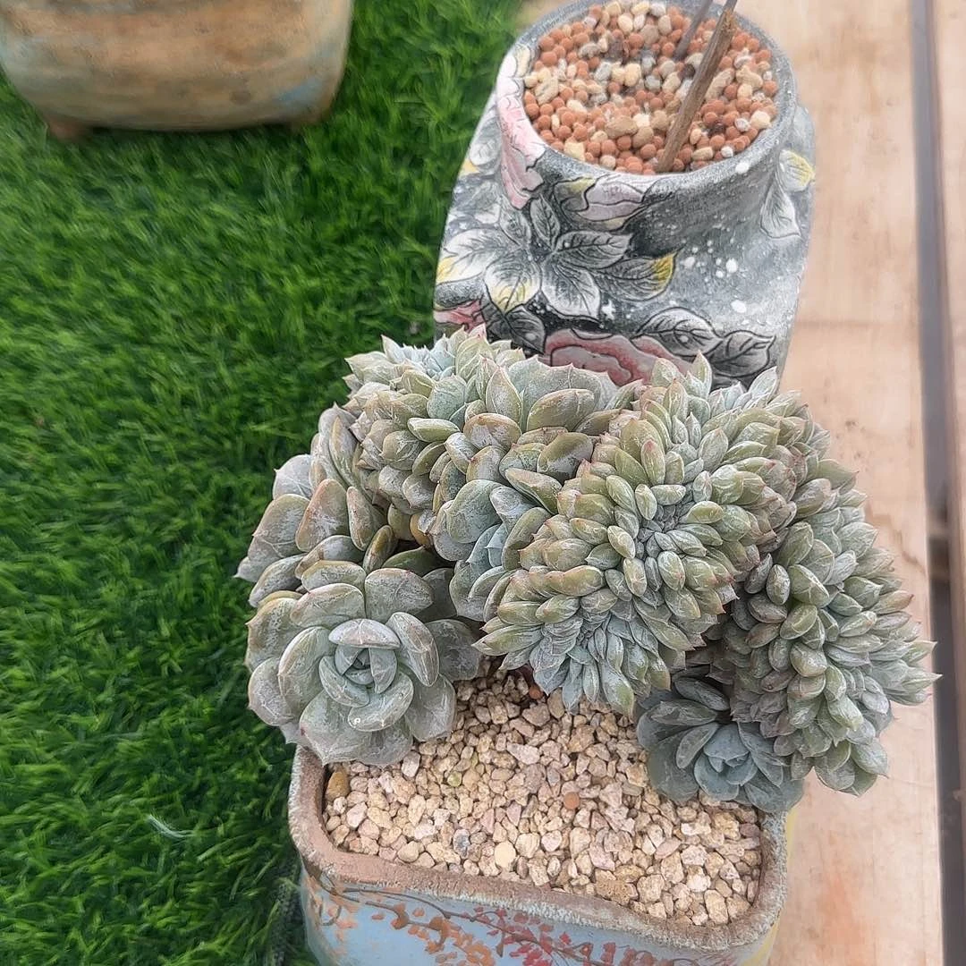 文***慧文慧姐专拍多肉植物