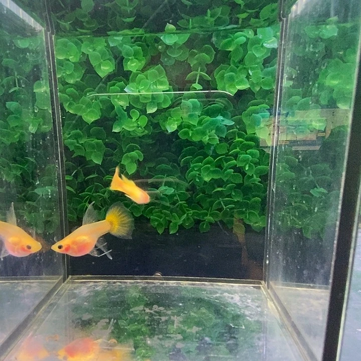 孔雀鱼黄金玻璃猫球c一对