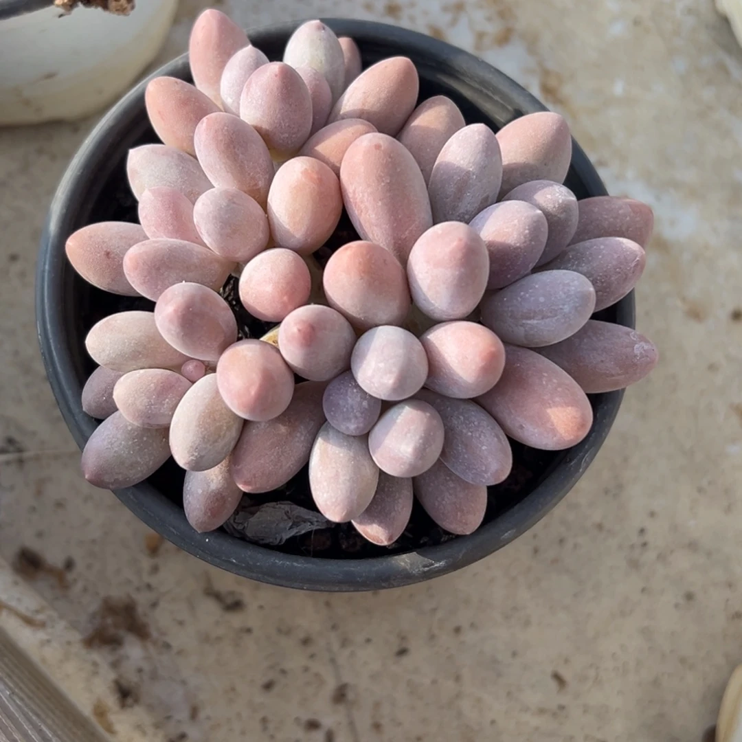 张张精品多肉甄选汤圆