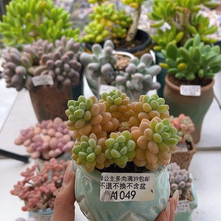 完全开放049-洛可可 7cm