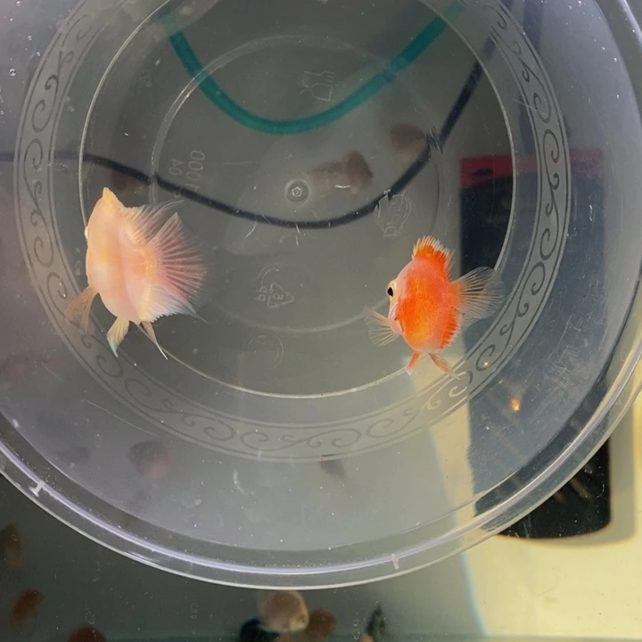 鹦鹉鱼超粉胭脂粉一对