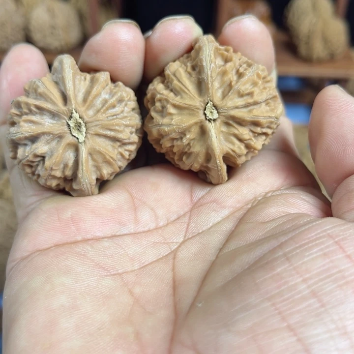 无花朵艳*宫灯核桃无花