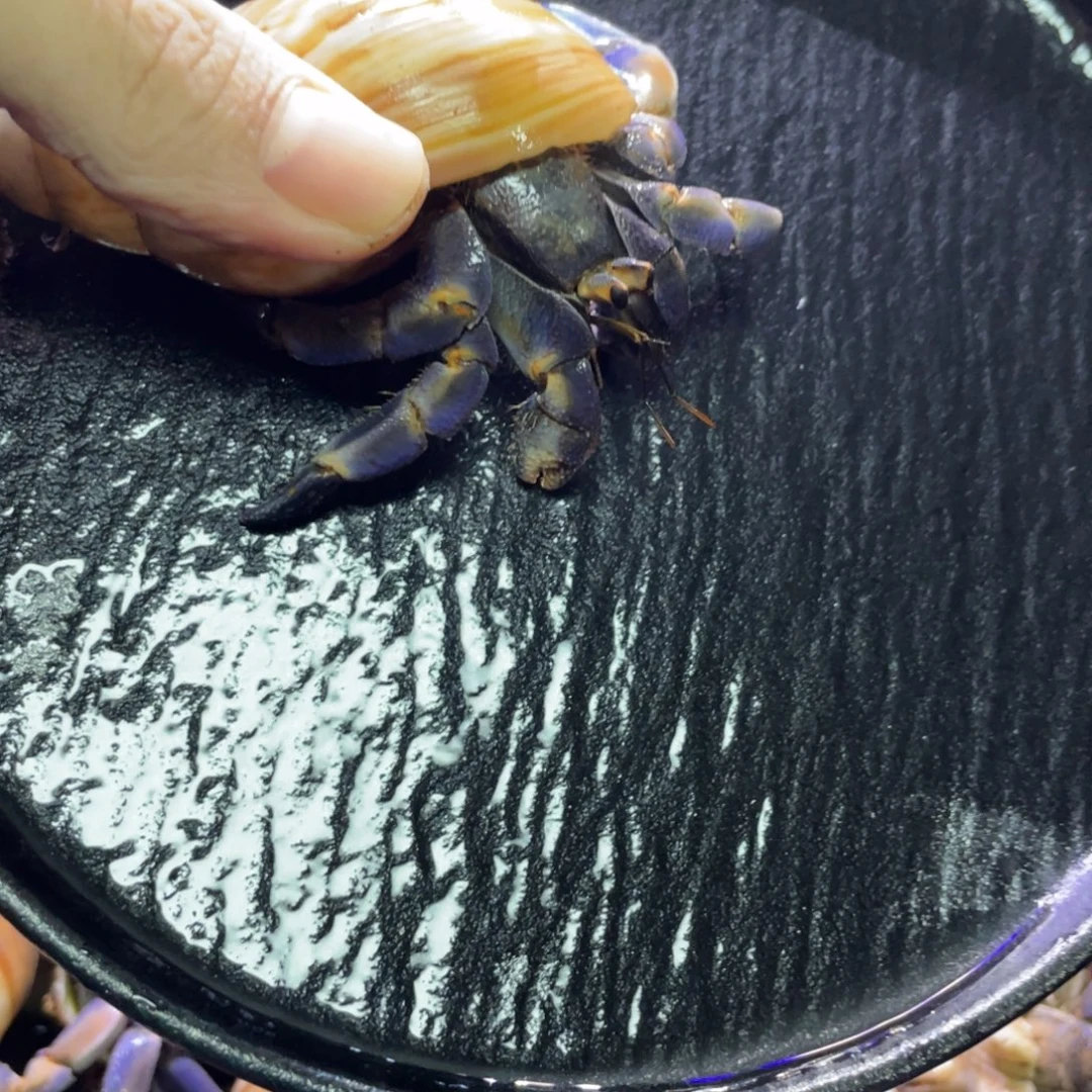 寄居蟹寄居蟹寄居蟹