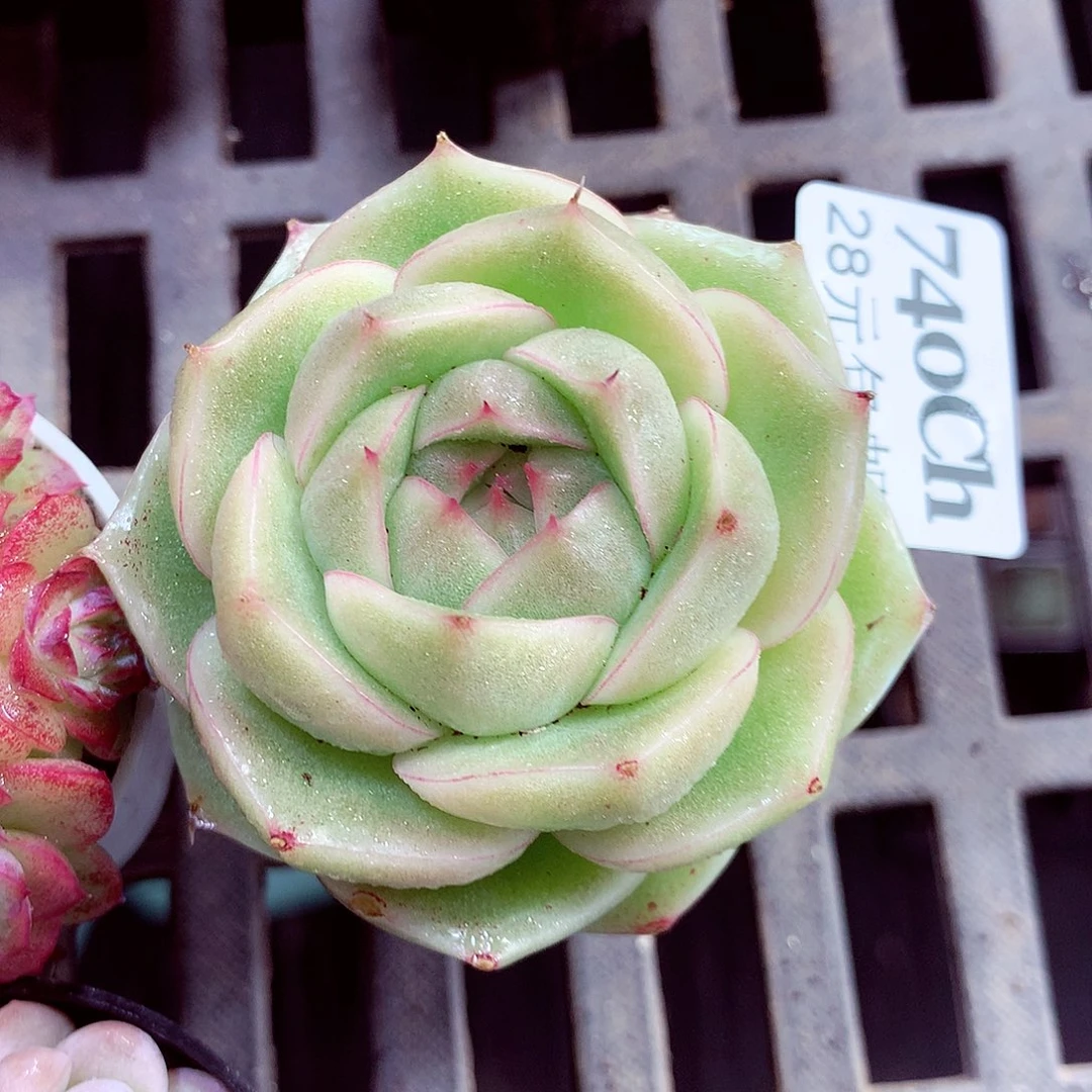 5厘米盆精控多肉740