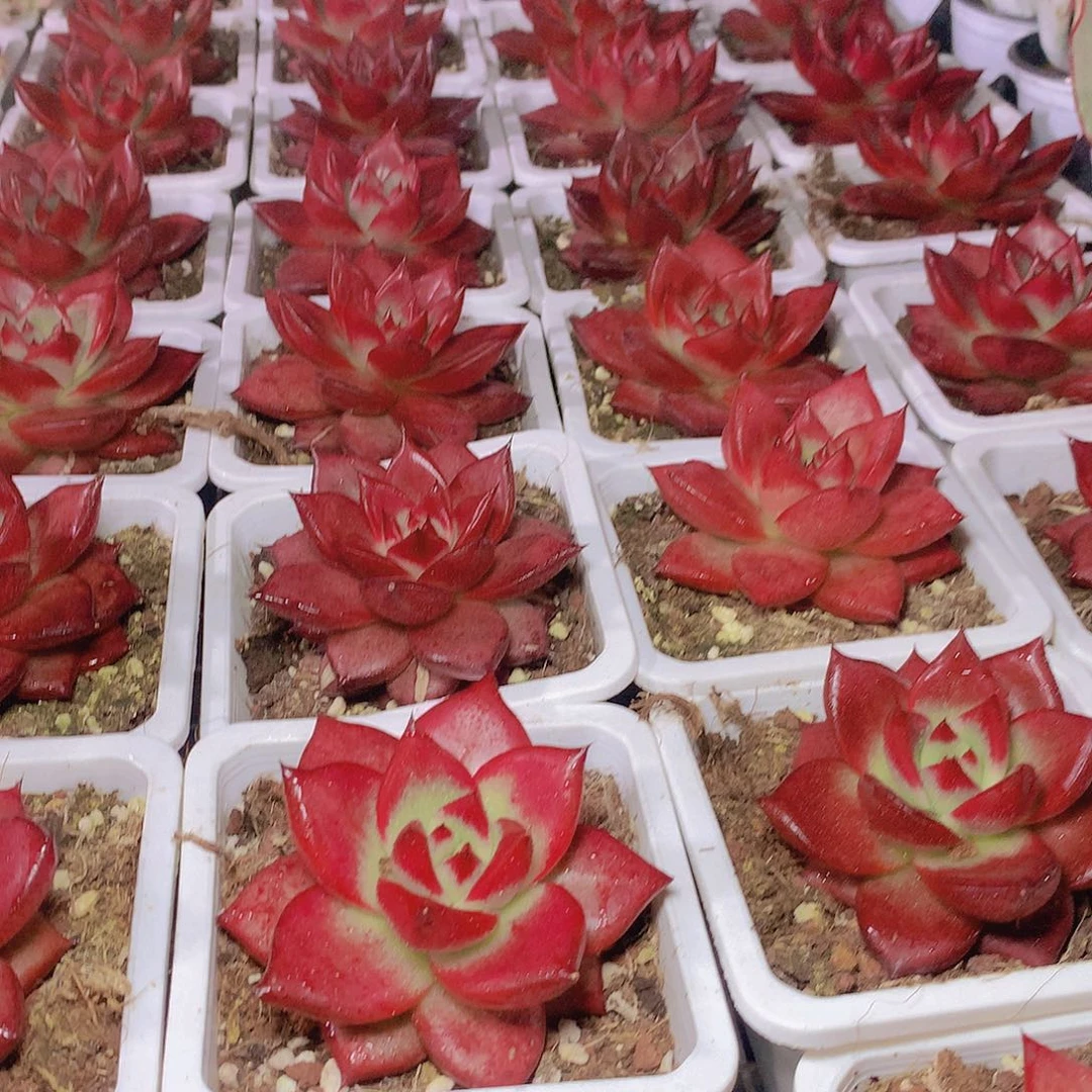 红钻34567889990000000