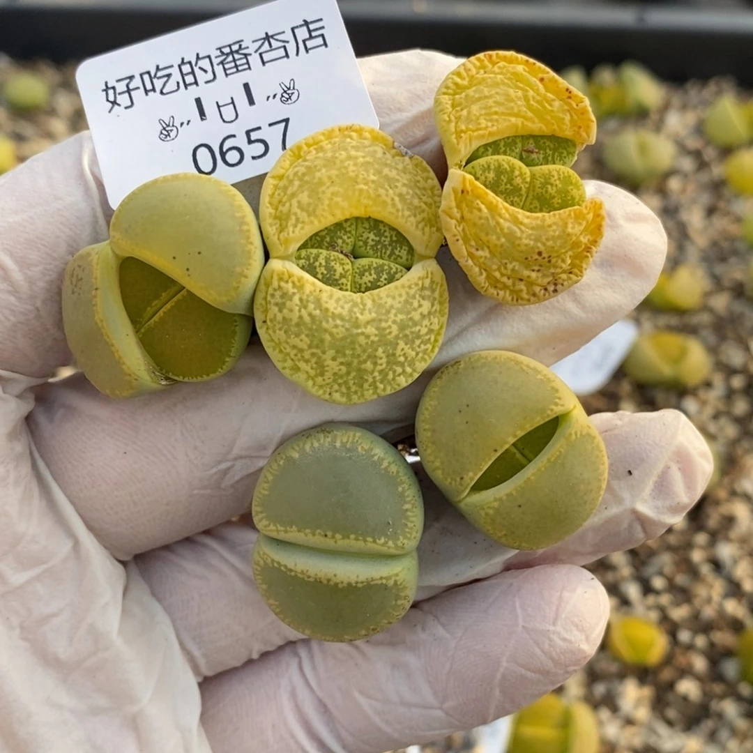 少*游0657。零下拍保温。