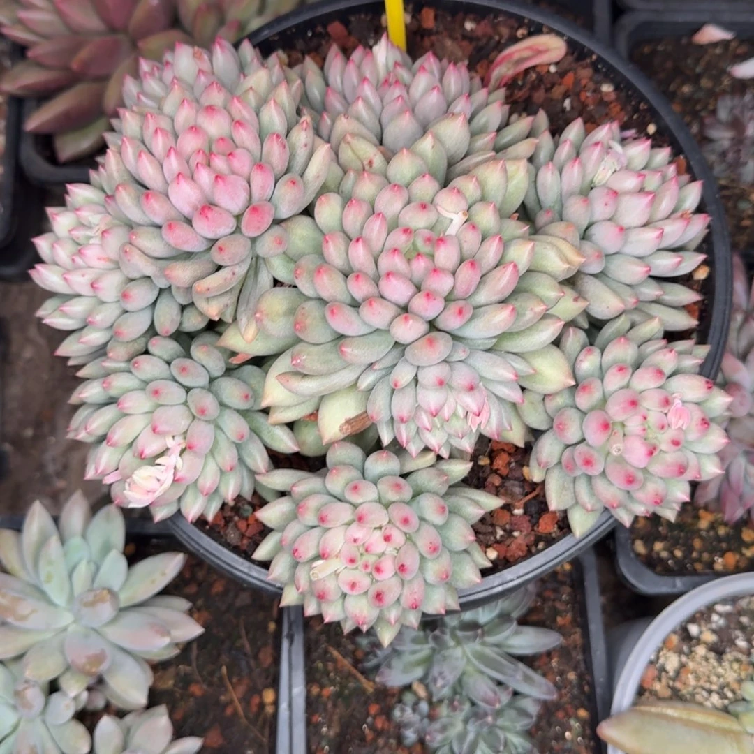 多肉植物言字群881