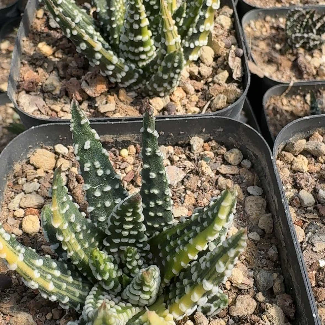 【闪购商品】冬星锦随机发