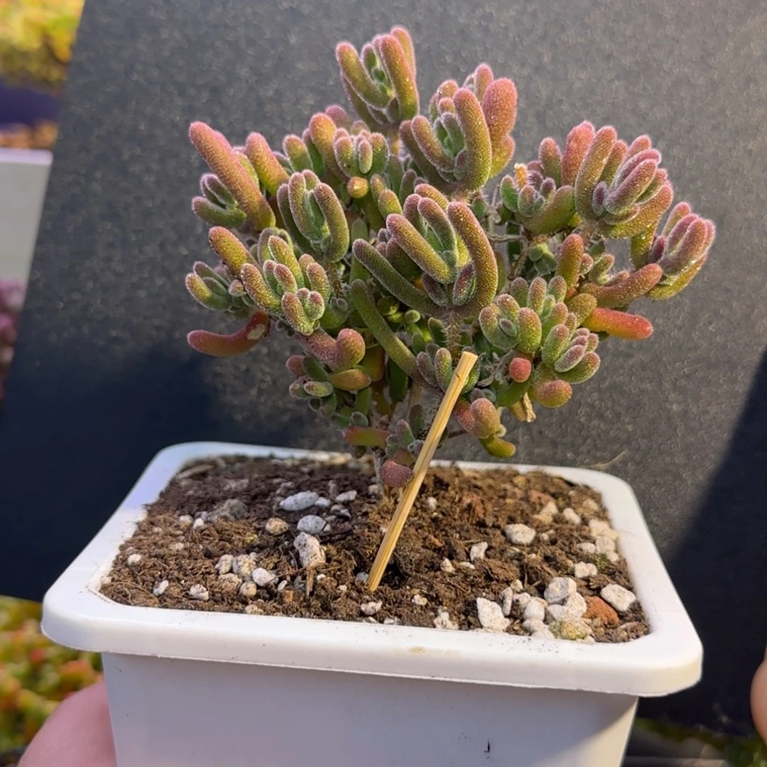 dy0964冰荔直杆双岔Y型杆