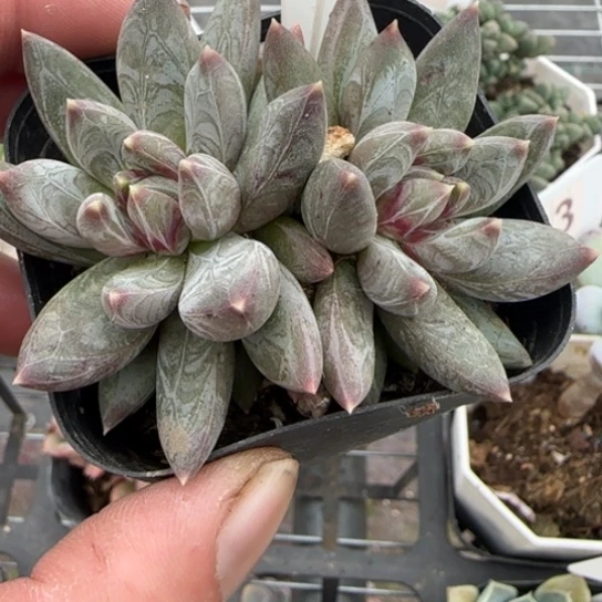 149炫彩星多肉植物多