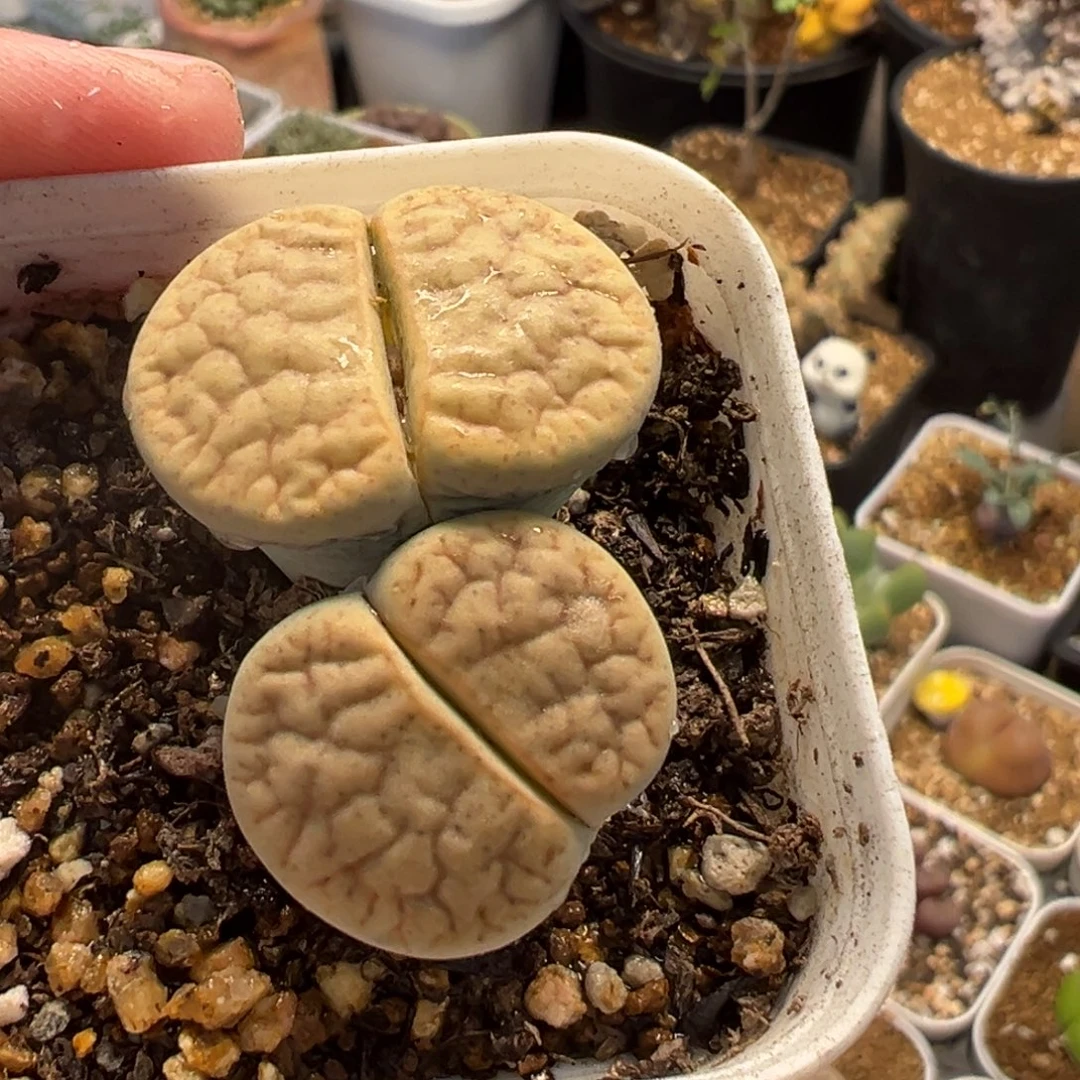 452多肉植物种类多样