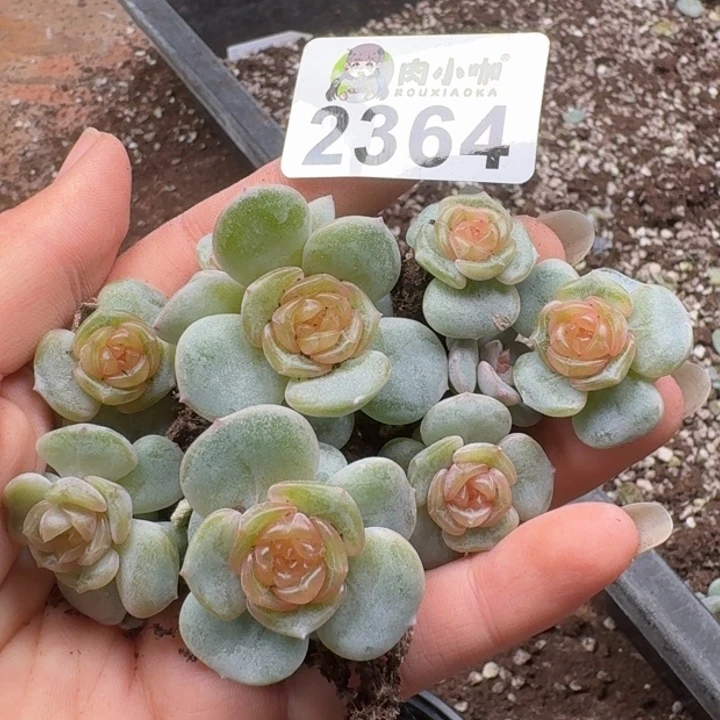 水***玲多肉植物多肉植物